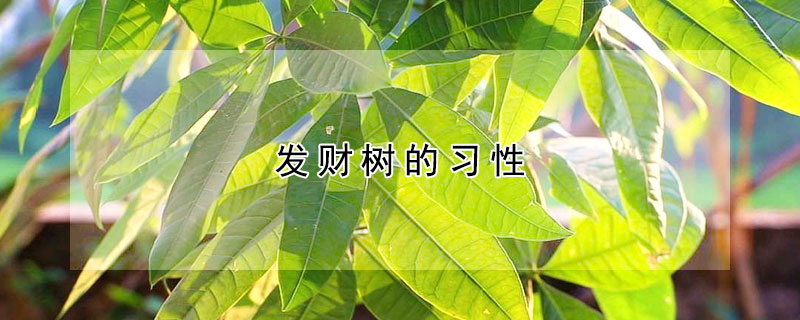 發(fā)財(cái)樹的習(xí)性