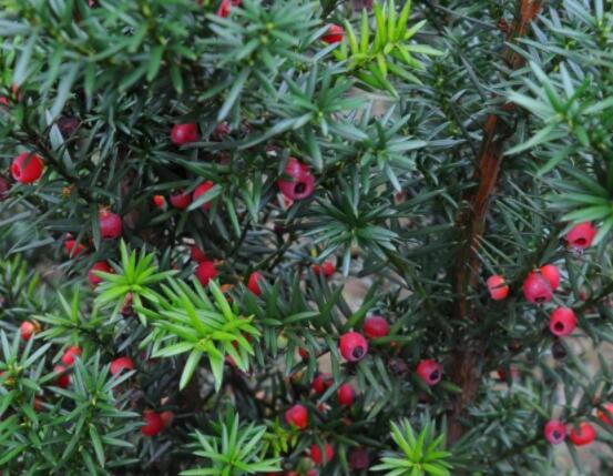 家養(yǎng)紅豆杉有什么好處，延年益壽、身體健康、長壽幸福