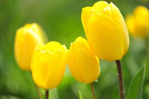 郁金香花語(yǔ)，不同顏色的郁金香花語(yǔ)不同