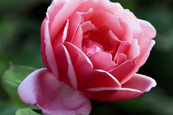 月季花苞怎么快點(diǎn)開(kāi)
