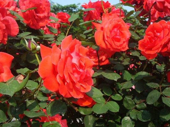 月季花冬季怎么施肥，三個(gè)簡(jiǎn)單方法便可安然過(guò)冬