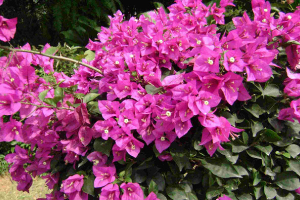 三角梅發(fā)芽時(shí)間