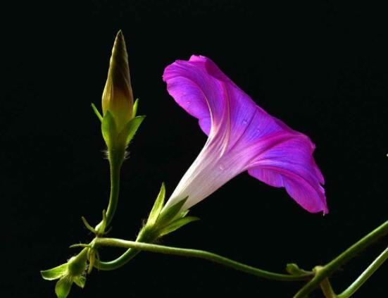 牽牛花有幾種顏色，不同品種不同顏色(花色豐富)