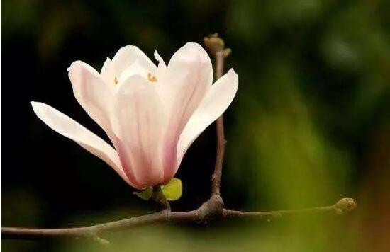 玉蘭花花語(yǔ)，代表著高潔、芬芳，純潔的愛(ài)，感恩