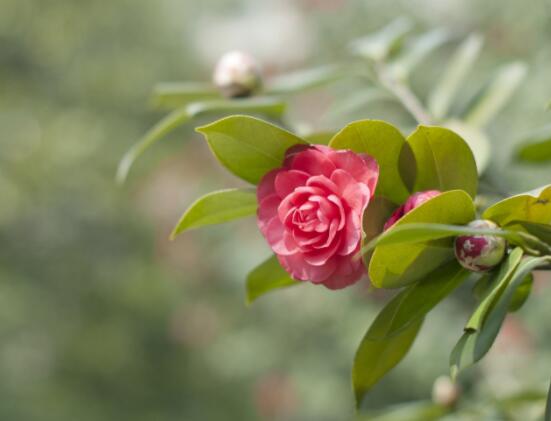 家里為什么不能養(yǎng)茶花，寓意對(duì)家人和自己不好(兇兆)