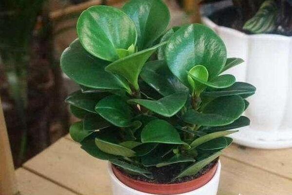 綠植紅碧玉怎么養(yǎng)，碧玉綠植適合室內(nèi)養(yǎng)嗎