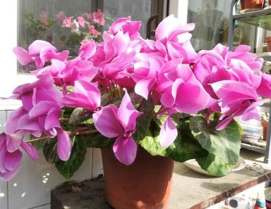 仙客來什么時(shí)候開花，仙客來一年開幾次花/冬季開花