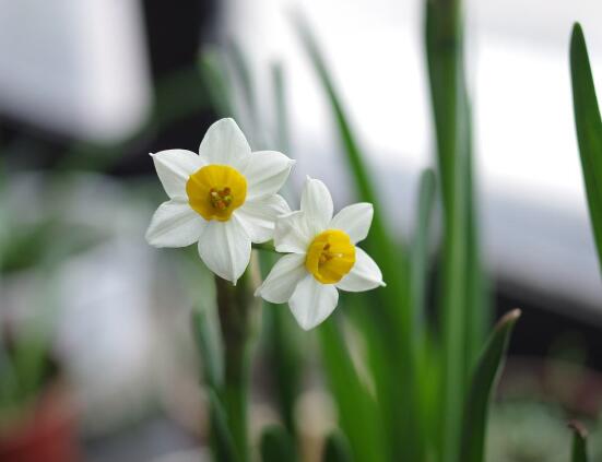 水仙花什么季節(jié)開花，水仙花花期在冬季開放
