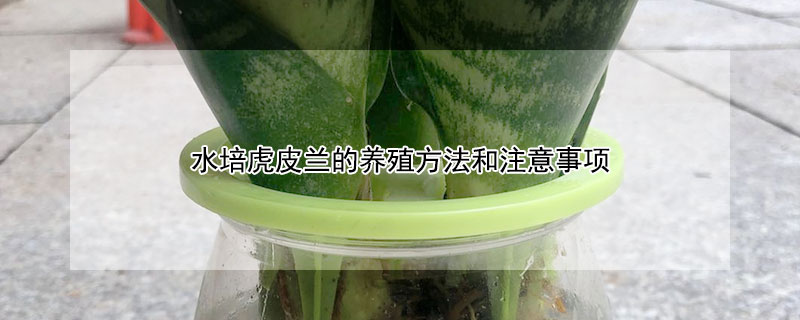 水培虎皮蘭的養(yǎng)殖方法和注意事項(xiàng)