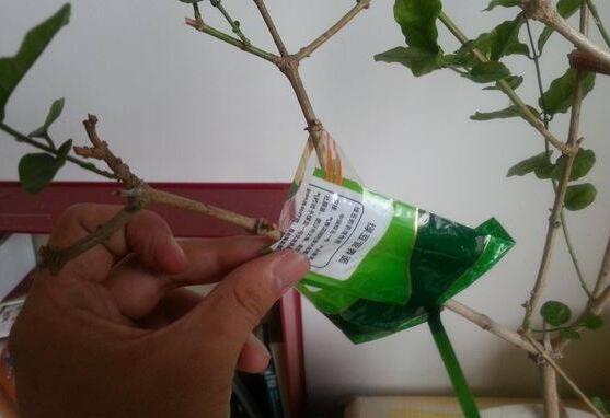 茉莉花怎么繁殖，茉莉花繁殖方法