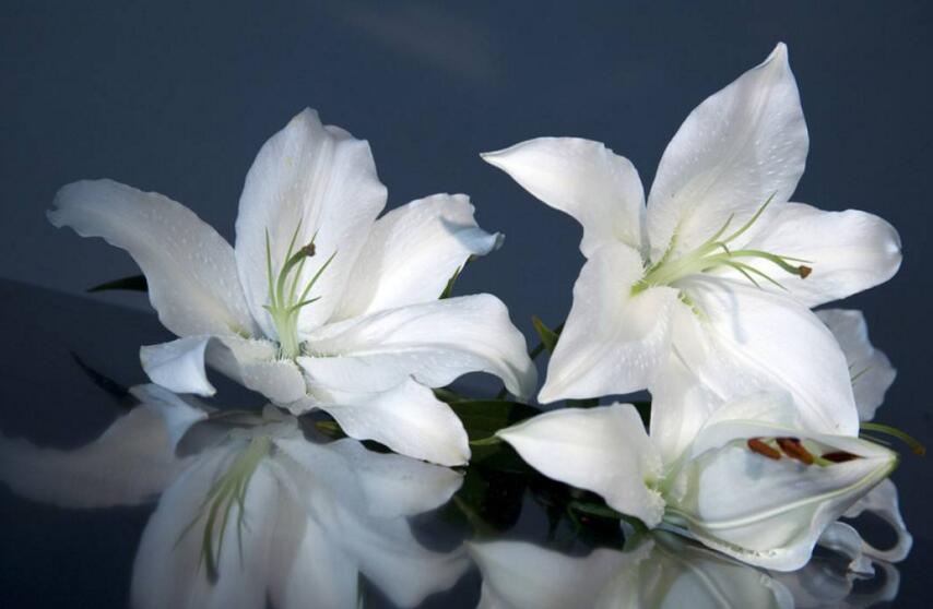 百合花怎么養(yǎng)水里，水培的4個注意事項