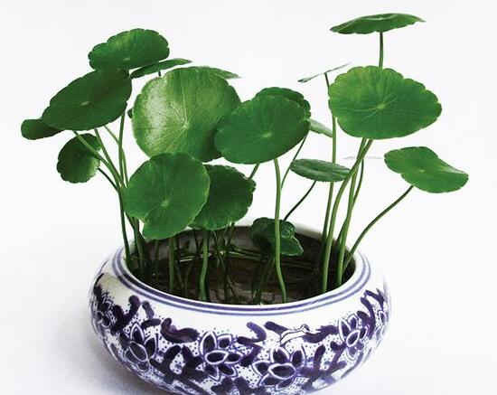 銅錢草怎么修剪，銅錢草剪掉葉子能活嗎