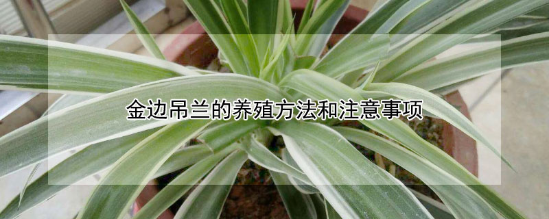 金邊吊蘭的養(yǎng)殖方法和注意事項