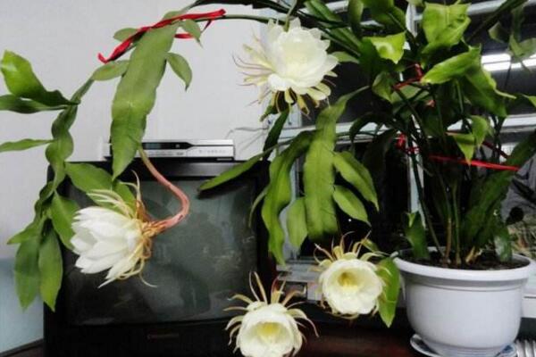 曇花多久開一次花，樹齡達(dá)到3年以后每年開一次花