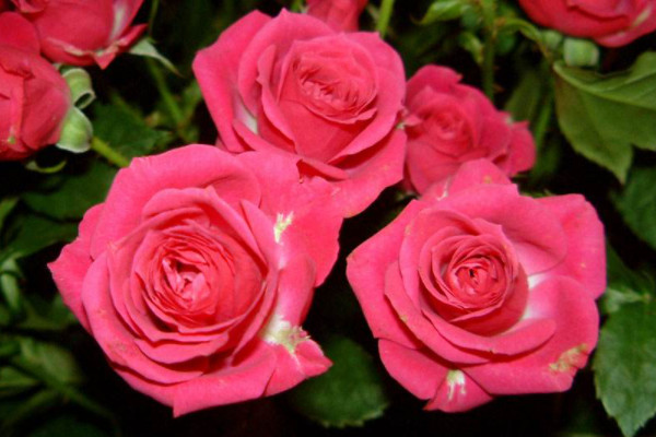 盆栽薔薇花的養(yǎng)殖方法和注意事項(xiàng)