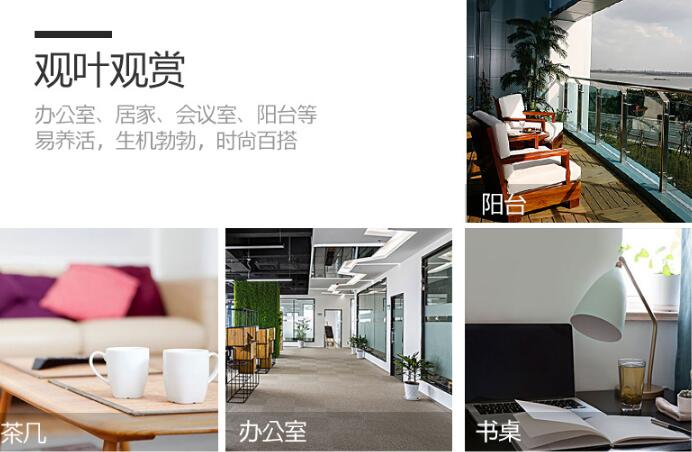 虎皮蘭適合擺放在什么位置，最適合放在客廳中(招財(cái)又吸霾)