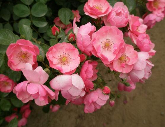 藤本月季和薔薇的區(qū)別，刺大的是藤本月季（三種區(qū)別方法）