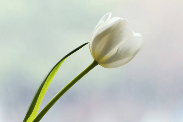 白色郁金香花語(yǔ)