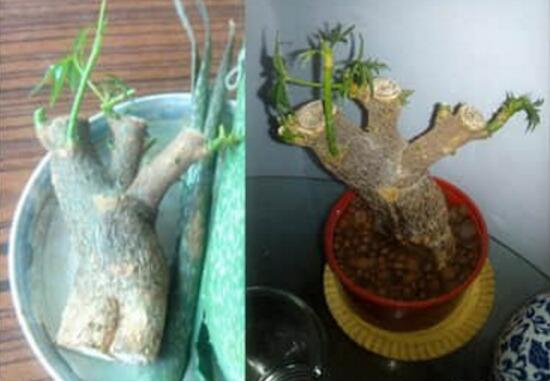 發(fā)財樹能水培嗎，教你快速學會發(fā)財樹水培方法