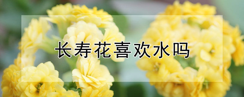 長(zhǎng)壽花喜歡水嗎