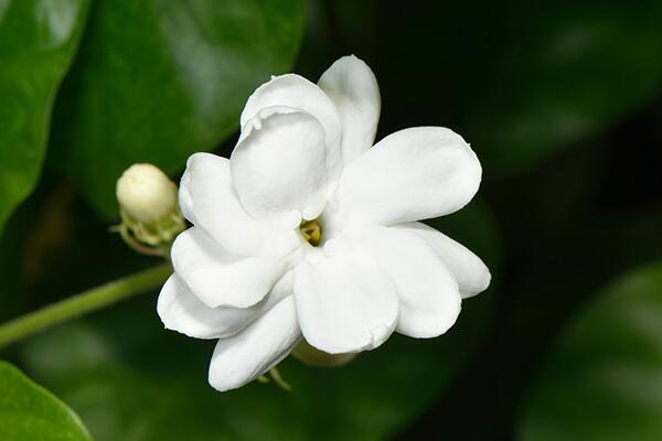 茉莉花茶的好處，四大功效以及作用