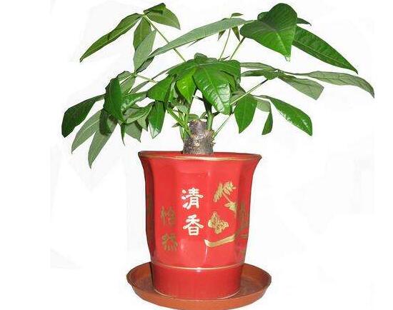 發(fā)財(cái)樹(shù)盆栽怎么養(yǎng)，小發(fā)財(cái)樹(shù)盆景圖片大全