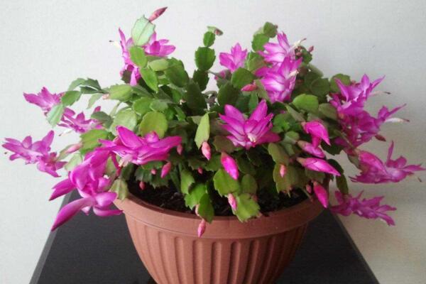 蟹爪蘭什么時候開花，越往南花期越早