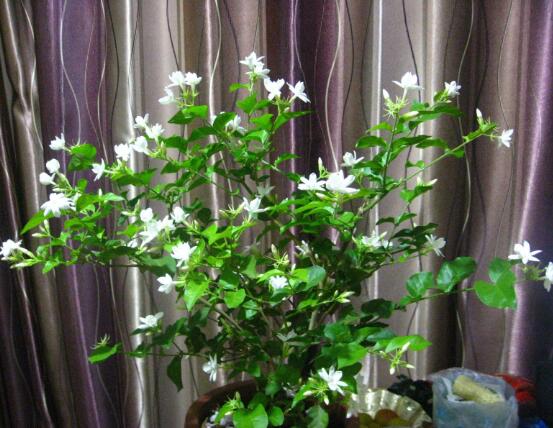 茉莉花什么時候開花，茉莉花一年可開三次花