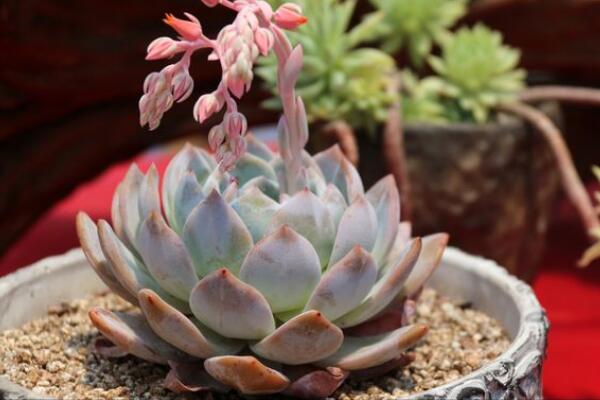 長壽花葉子焦了怎么辦，四個(gè)方面找原因來處理