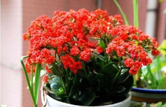 長(zhǎng)壽花種子怎么種，長(zhǎng)壽花種子種植七大基本步驟