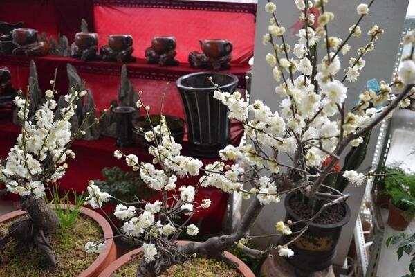 家里養(yǎng)梅花好不好，放在家中要注意光照以及通風(fēng)