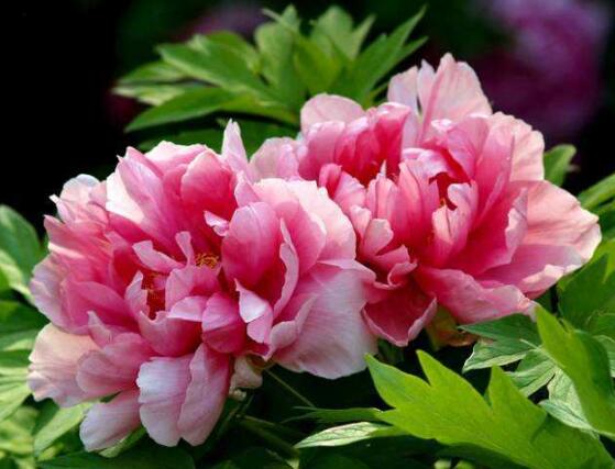 牡丹花什么時候開，牡丹花在每年5月開花(一年開一次)