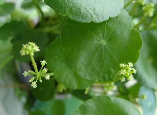 銅錢草什么時(shí)候開花，銅錢草花期多長(zhǎng)時(shí)間（四個(gè)月）