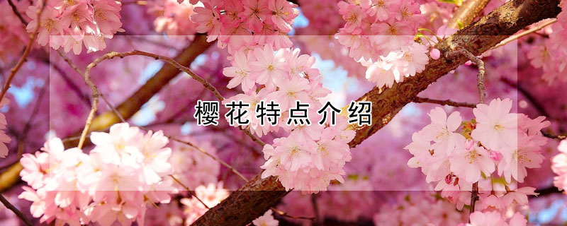 櫻花特點(diǎn)介紹