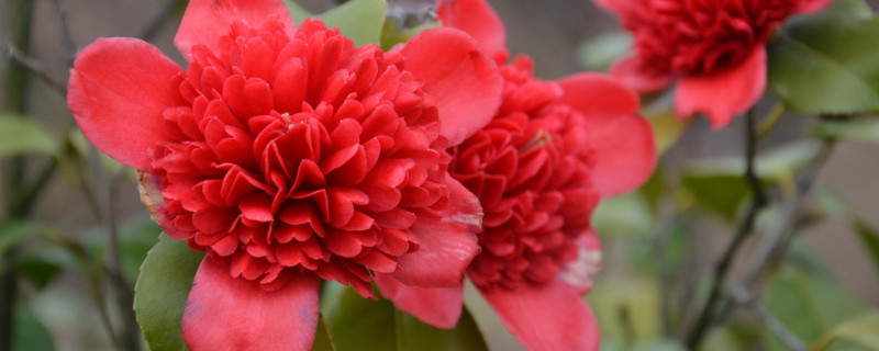 茶花怎么修剪養(yǎng)護