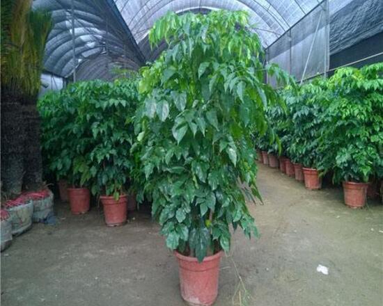 幸福樹的風(fēng)水作用有哪些，幸福樹的作用與功效