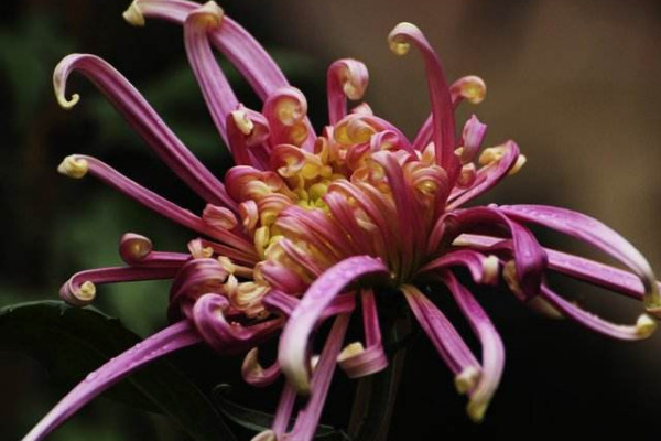 菊花是哪個(gè)國(guó)家的國(guó)花