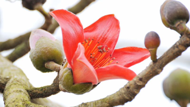木棉花花語(yǔ)
