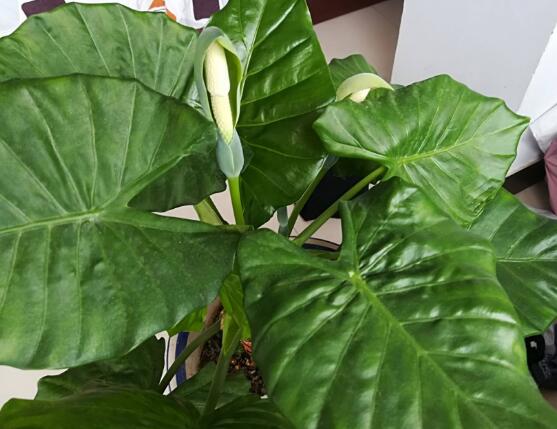 滴水觀音開花的寓意，寓意著花開富貴、合家幸福