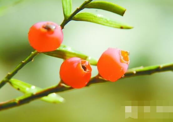 紅豆杉掉葉子是什么原因，六大辦法恢復(fù)茂盛