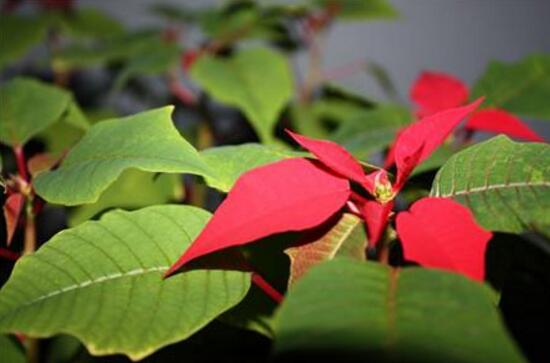 一品紅葉面發(fā)黑怎么辦，一品紅葉面發(fā)黑解決辦法
