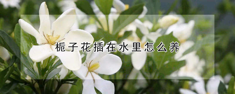 梔子花插在水里怎么養(yǎng)