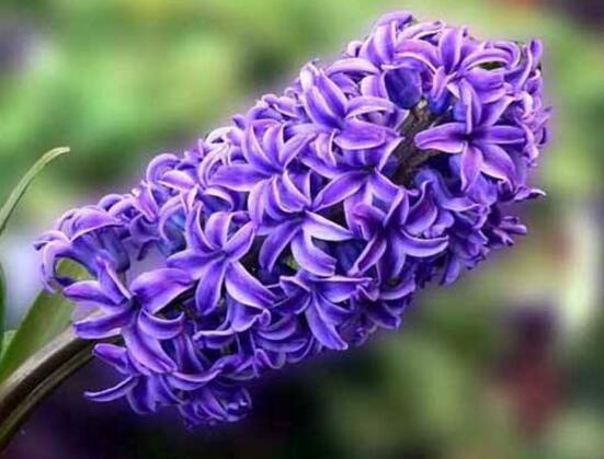 風信子開花后怎么處理，開花后處理方法
