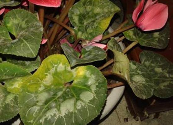 仙客來葉子發(fā)黃的原因，仙客來葉子發(fā)黃怎么辦