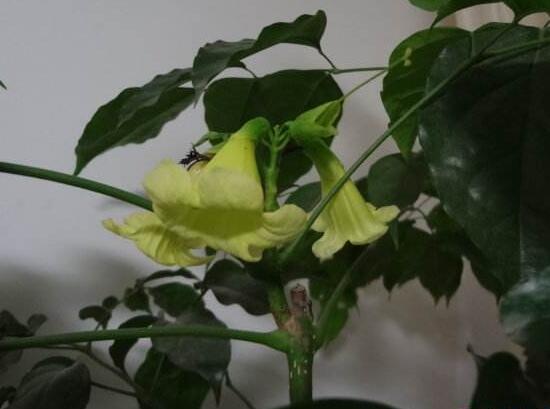 幸福樹什么時候開花，幸福樹的花語是什么