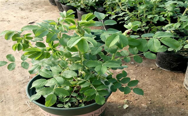 白蘭花圖片_最新報價_功效作用_養(yǎng)殖方法