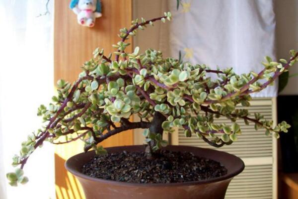 雅樂(lè)之舞盆景制作方法，這樣制作觀賞價(jià)值更高