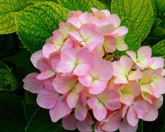 繡球花開花后如何修剪，花后一年修剪兩次(春秋季節(jié))