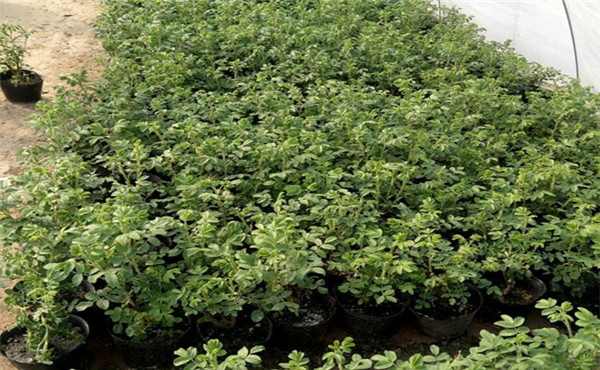 白蘭花圖片_最新報價_功效作用_養(yǎng)殖方法