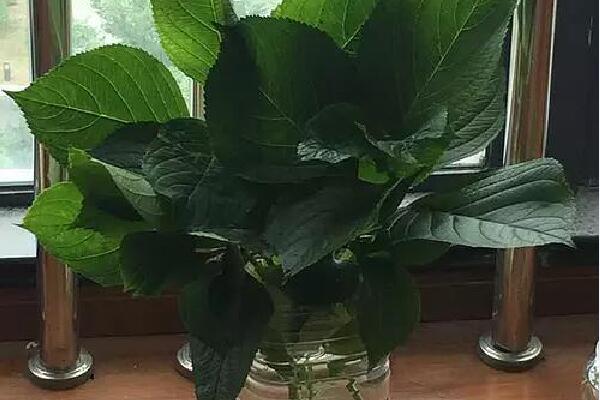 繡球花怎么水培生根，簡單四步教你生根成活